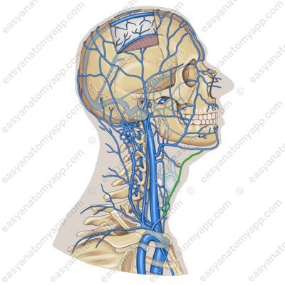 Anterior jugular vein (v. jugularis anterior)